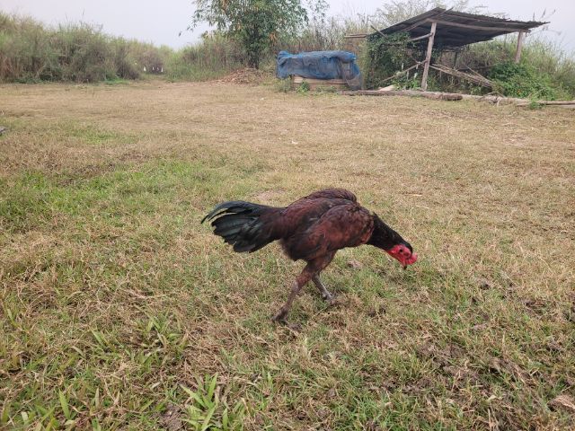 ไก่พม่า รูปที่ 4