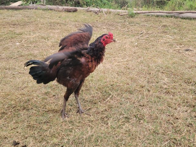 ไก่พม่า รูปที่ 6