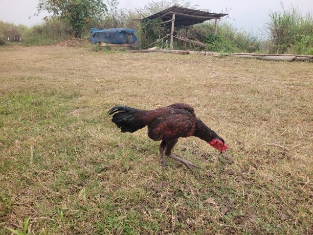 ไก่พม่า รูปที่ 3