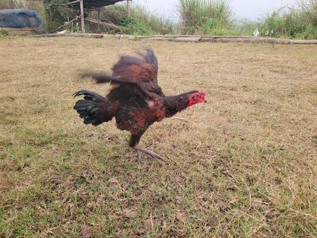 ไก่พม่า รูปที่ 8