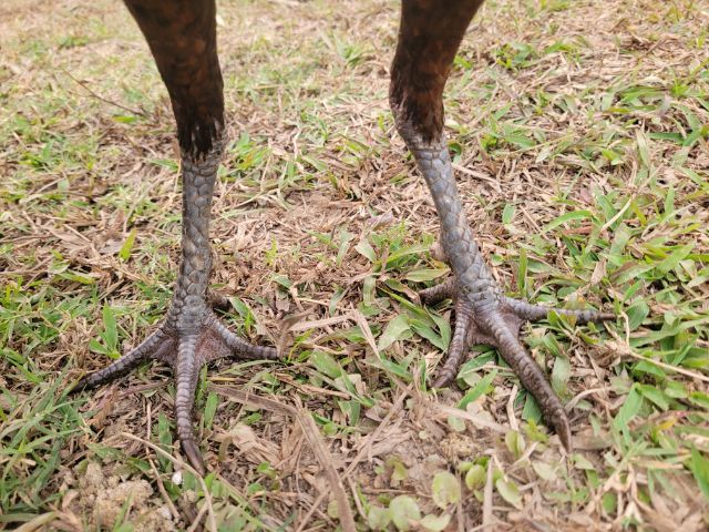 ไก่พม่า รูปที่ 10