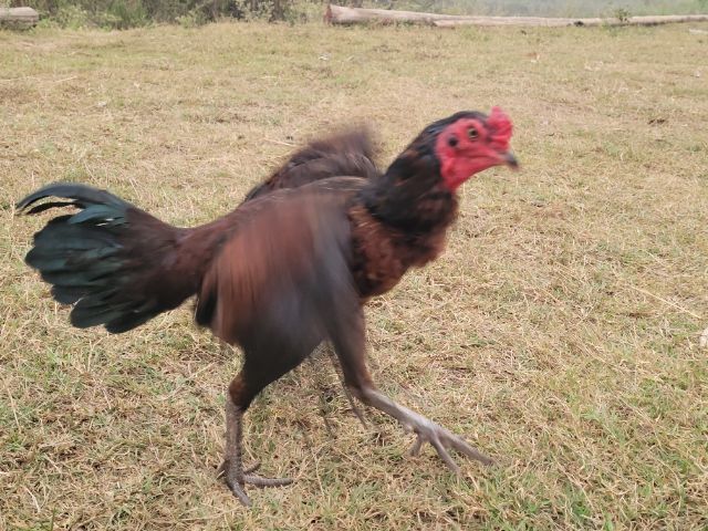 ไก่พม่า รูปที่ 9