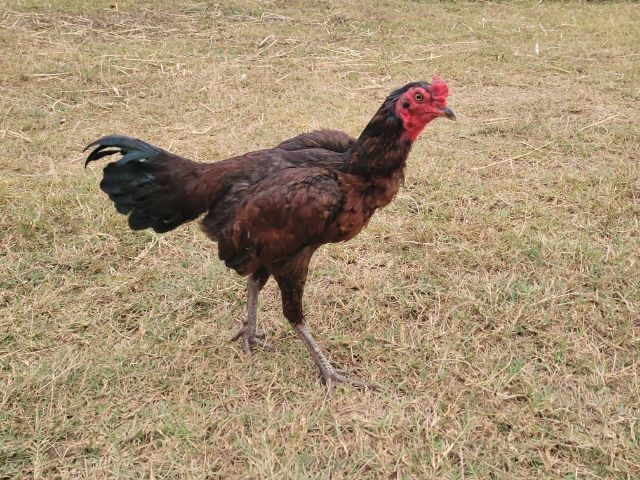 ไก่พม่า