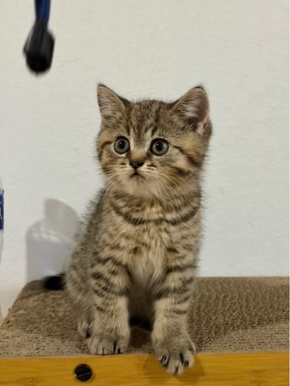 แมวสก็อตติส รูปที่ 3