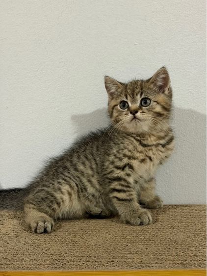 แมวสก็อตติส รูปที่ 5