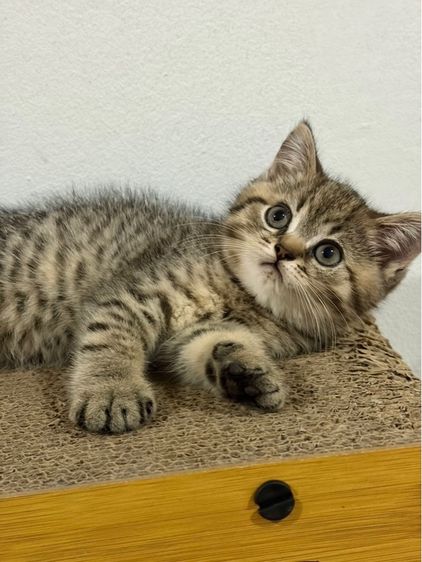 แมวสก็อตติส รูปที่ 4