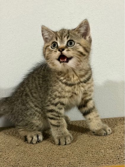 สก็อตติช โฟลด์ (Scottish Fold) แมวสก็อตติส