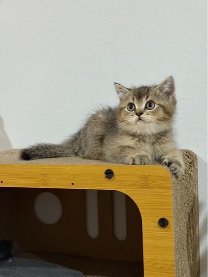 สก็อตติช โฟลด์ (Scottish Fold) แมวสก็อตติส