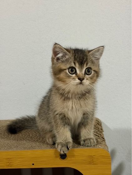 แมวสก็อตติส รูปที่ 2