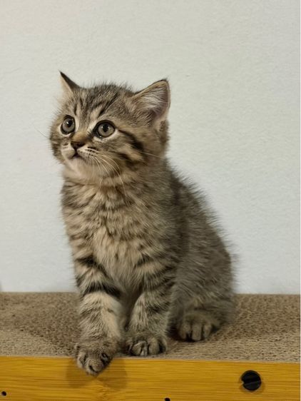 สก็อตติช โฟลด์ (Scottish Fold) แมวสก็อตติส