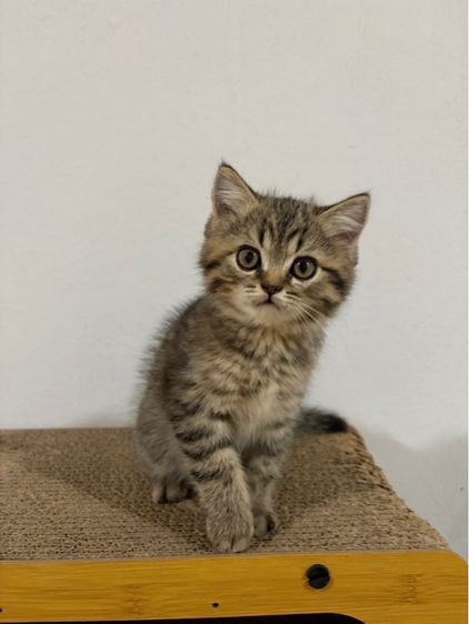 แมวสก็อตติส รูปที่ 2