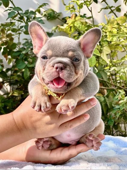 เฟรนบลูด็อก ไลแลคบลูแทนแครรี่ึีครีม ชาย รูปที่ 5