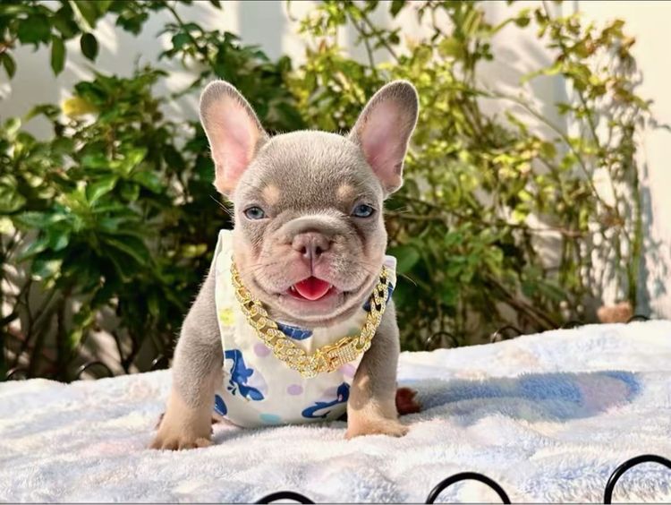 เฟรนบลูด็อก ไลแลคบลูแทนแครรี่ึีครีม ชาย รูปที่ 11