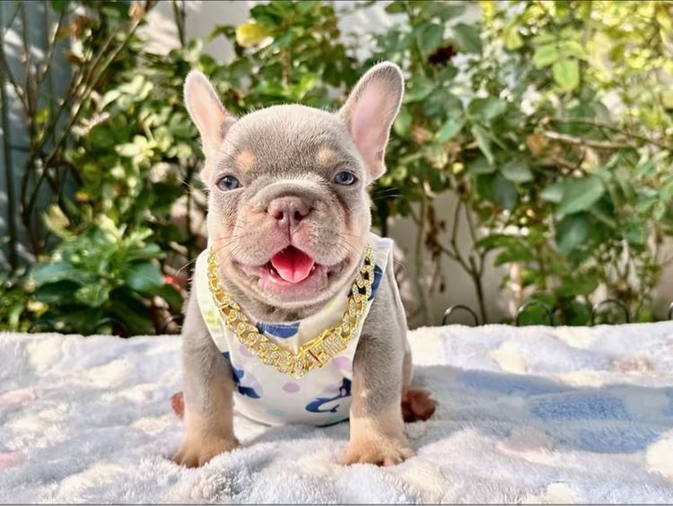 เฟรนบลูด็อก ไลแลคบลูแทนแครรี่ึีครีม ชาย รูปที่ 9