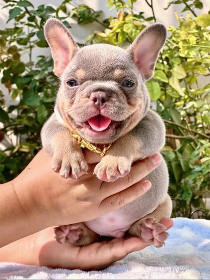 เฟรนบลูด็อก ไลแลคบลูแทนแครรี่ึีครีม ชาย รูปที่ 2