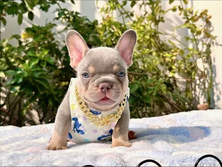 เฟรนบลูด็อก ไลแลคบลูแทนแครรี่ึีครีม ชาย รูปที่ 8