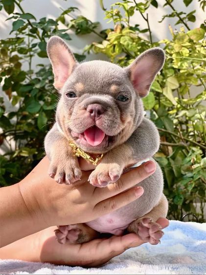 เฟรนบลูด็อก ไลแลคบลูแทนแครรี่ึีครีม ชาย รูปที่ 4