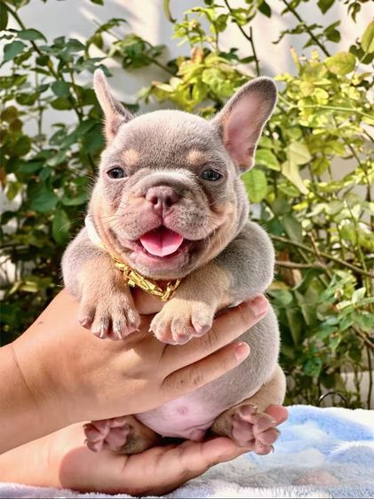 เฟรนบลูด็อก ไลแลคบลูแทนแครรี่ึีครีม ชาย รูปที่ 3