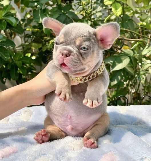 เฟรนบลูด็อก ไลแลคบลูแทนแครรี่ึีครีม ชาย รูปที่ 4