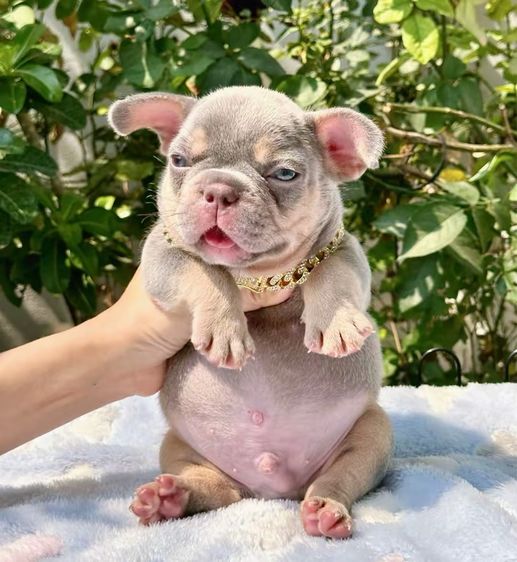 เฟรนบลูด็อก ไลแลคบลูแทนแครรี่ึีครีม ชาย รูปที่ 3