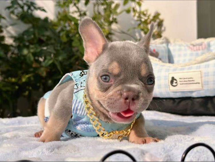 เฟรนบลูด็อก ไลแลคบลูแทนแครรี่ึีครีม ชาย รูปที่ 12