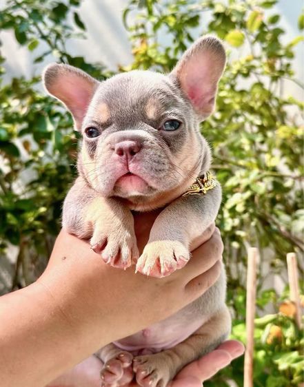 เฟรนบลูด็อก ไลแลคบลูแทนแครรี่ึีครีม ชาย รูปที่ 6