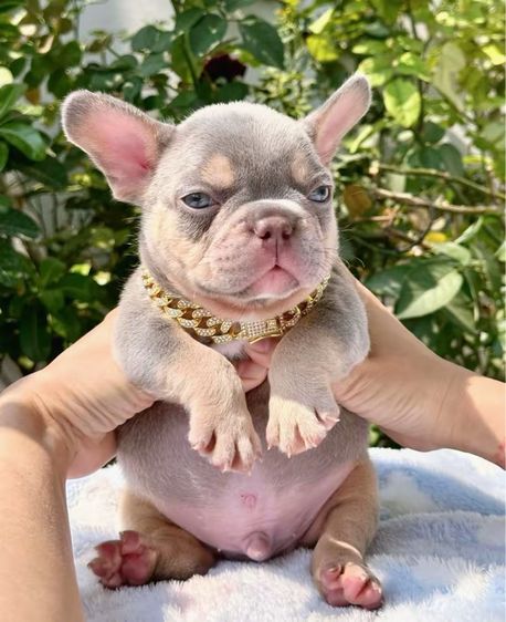 เฟรนบลูด็อก ไลแลคบลูแทนแครรี่ึีครีม ชาย รูปที่ 2