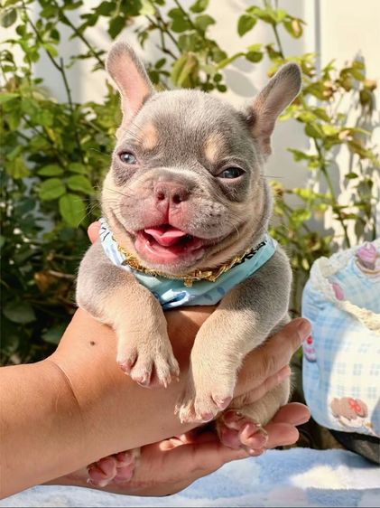 เฟรนบลูด็อก ไลแลคบลูแทนแครรี่ึีครีม ชาย รูปที่ 8