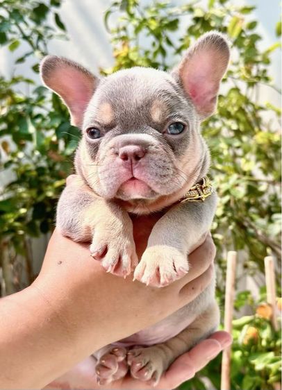 เฟรนบลูด็อก ไลแลคบลูแทนแครรี่ึีครีม ชาย รูปที่ 7