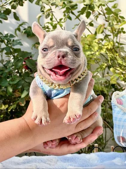 เฟรนบลูด็อก ไลแลคบลูแทนแครรี่ึีครีม ชาย รูปที่ 10