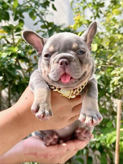 เฟรนบลูด็อก ไลแลคบลูแทนแครรี่ึีครีม หญิง รูปที่ 9