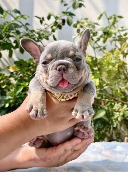 เฟรนบลูด็อก ไลแลคบลูแทนแครรี่ึีครีม หญิง รูปที่ 11