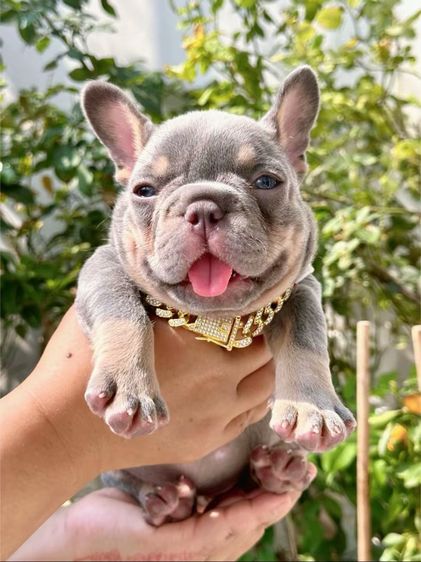 เฟรนบลูด็อก ไลแลคบลูแทนแครรี่ึีครีม หญิง รูปที่ 3