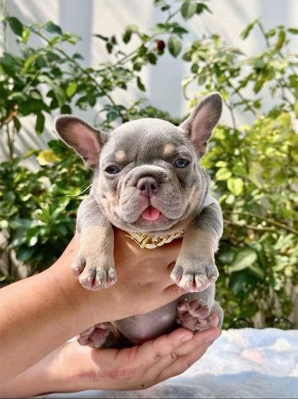 เฟรนบลูด็อก ไลแลคบลูแทนแครรี่ึีครีม หญิง รูปที่ 14