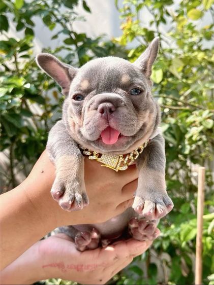 เฟรนบลูด็อก ไลแลคบลูแทนแครรี่ึีครีม หญิง รูปที่ 8