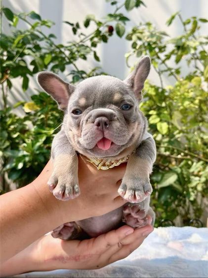 เฟรนบลูด็อก ไลแลคบลูแทนแครรี่ึีครีม หญิง รูปที่ 12