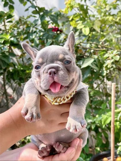 เฟรนบลูด็อก ไลแลคบลูแทนแครรี่ึีครีม หญิง รูปที่ 13