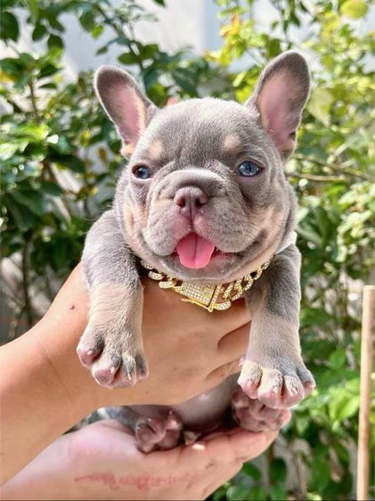 เฟรนบลูด็อก ไลแลคบลูแทนแครรี่ึีครีม หญิง รูปที่ 4