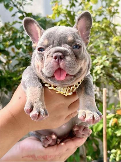 เฟรนบลูด็อก ไลแลคบลูแทนแครรี่ึีครีม หญิง รูปที่ 6