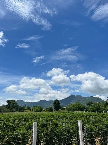 ขายที่ดินปากช่อง 26 ไร่ ต.พญาเย็น อ.ปากช่อง จ.นครราชสีมา รูปที่ 3