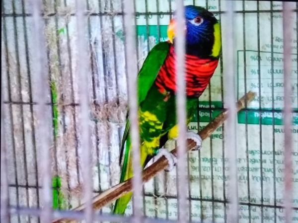 โนรี เรนโบว์ รูปที่ 2