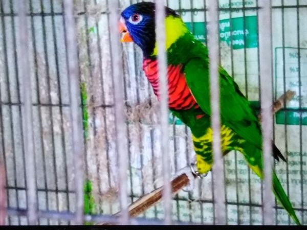 เเก้ว โนรี เรนโบว์