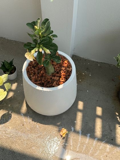 🔥 ชวนชมไม้เสน่ห์ เรียกลูกค้า 🔥 รูปที่ 3