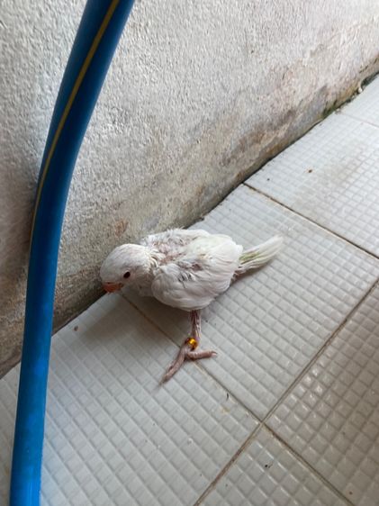 ลูกป้อนริงเนคขาว ไม่ทราบเพศ  รูปที่ 3