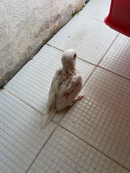 ลูกป้อนริงเนคขาว ไม่ทราบเพศ  รูปที่ 2