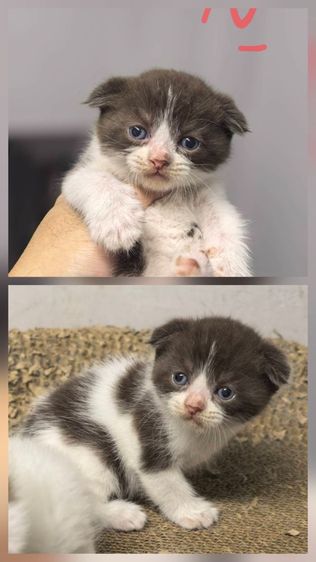 สก็อตติช โฟลด์ (Scottish Fold) แมวพันธ์สก็อตติช