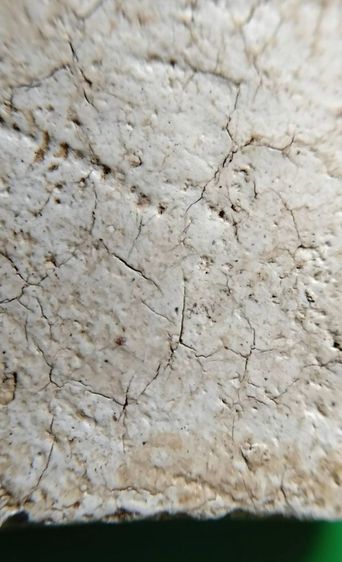 พระสมเด็จ วัดระฆัง บางขุนพรหม วัดเกศไชโย หลวงปู่ภู หลวงปู่นาค รูปที่ 15