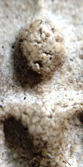 พระสมเด็จ วัดระฆัง บางขุนพรหม วัดเกศไชโย หลวงปู่ภู หลวงปู่นาค รูปที่ 5