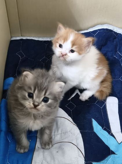 เปอร์เซีย (Persian) เปอร์เซีย ช ญ แท้ ขี้อ้อน ใบเทาเริ่มต้น