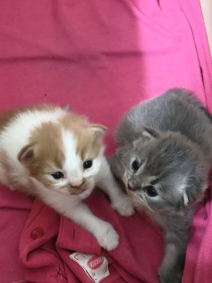 เปอร์เซีย ช ญ แท้ ขี้อ้อน ใบเทาเริ่มต้น รูปที่ 5